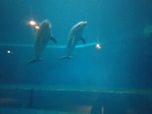 1e7864f4 f04a 4e6c 824d c03127de2bf4 - Mobilité Erasmus+ en Italie : visite du plus grand aquarium d'Europe